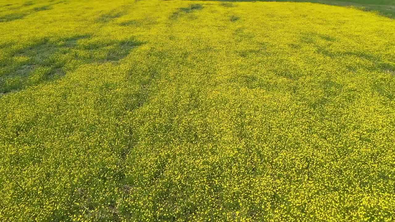 imágenes aéreas de un prado cubierto de flores amarillas y hierba verde
