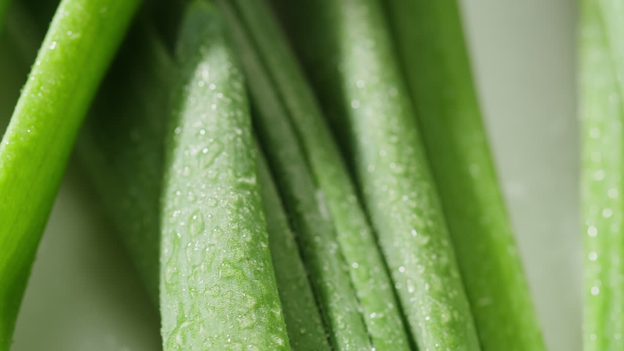 Close-up of Fresh Green Onions with Water Droplets