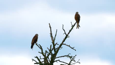 slowmotion of two red kites chilling on the tree