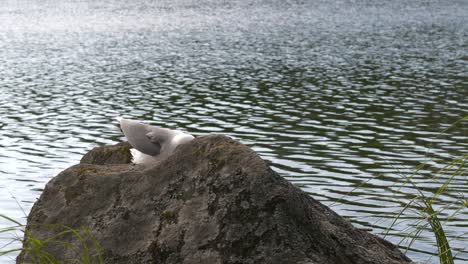 Seagull-return-to-Nest-behind-Rocks,-Calm-Water-background,-Slow-Motion