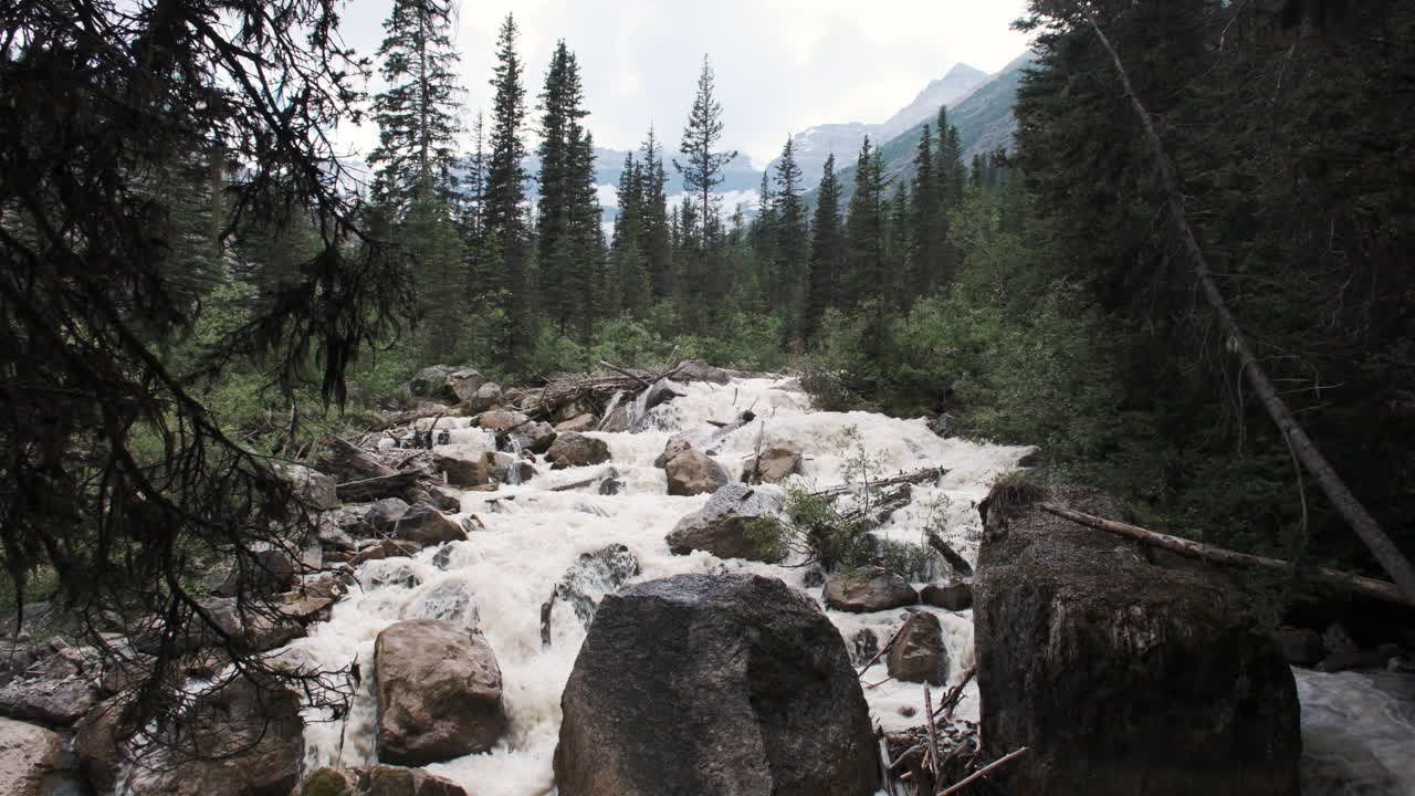 A whitewater stream rushes powerfully through a dense evergreen forest, cascading over rocks and fallen logs