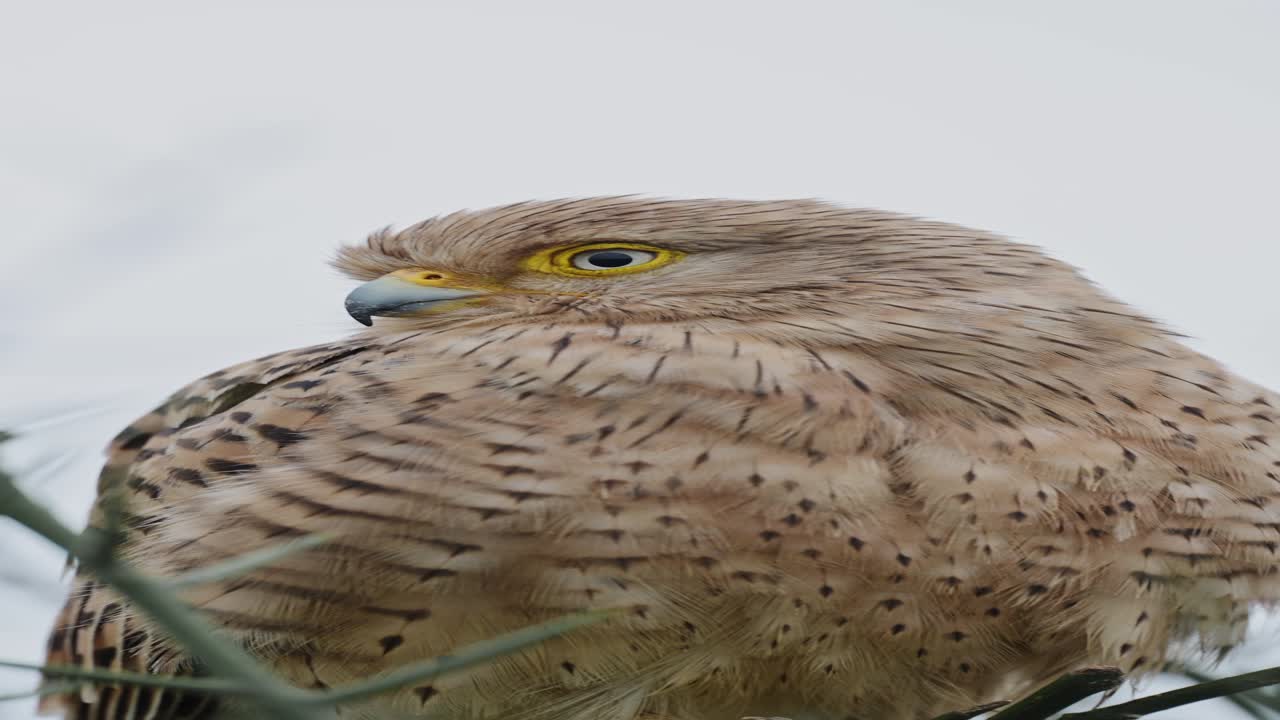 kestrel video vertical de primer plano para las redes sociales, instagram reels y tiktok de kestrel pájaro de presa retrato posado en un árbol en tanzania en el parque nacional del serengeti