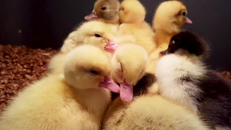 Group-of-fuzzy-cute-newborn-Muscovy-ducklings-snuggle-together