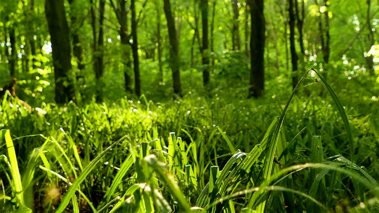 4K .Green grass with sunshine beams in wood. Real time steady shot, animal view.