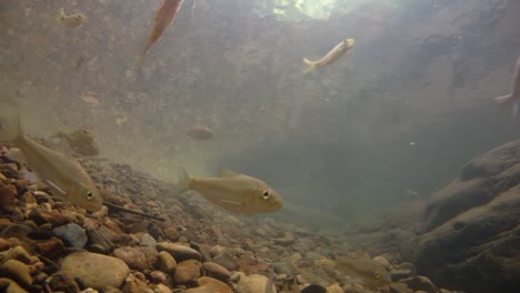 Der-Kaeng-Krachan-Nationalpark-Ist-Die-Heimat-Vieler-Fantastischer-Wildtiere-Und-Die-Bäche-Sind-Eine-Lebensquelle-Für-Frisches-Wasser,-Das-Tiere-Trinken-Und-Fische-Herumschwimmen-Können