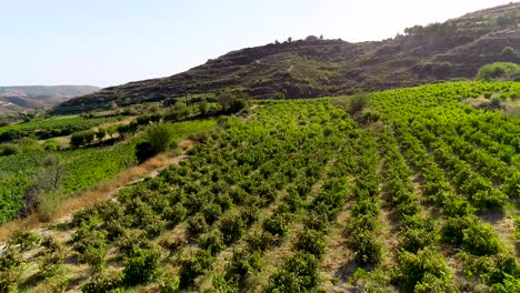 imágenes aéreas de la puesta de sol de drones de viñedos, hileras de campos de uvas verdes doradas en koilani, limassol, chipre-2