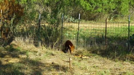 Feral-pig-captured-in-a-pig-trap