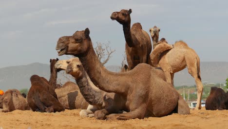 Camels-at-the-Pushkar-Fair,-also-called-the-Pushkar-Camel-Fair-or-locally-as-Kartik-Mela-is-an-annual-multi-day-livestock-fair-and-cultural-held-in-the-town-of-Pushkar-Rajasthan,-India.