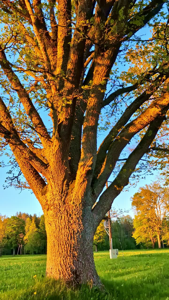 Established Autumn tree glowing in golden morning sunlight in quiet empty grassy park VERTICAL