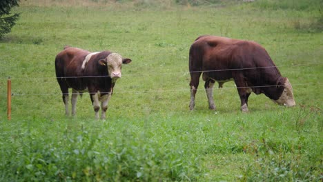 Statische-Aufnahme-Eines-Grasenden-Stierpaares,-Das-Sich-An-Einem-Bewölkten-Regentag-Auf-Einer-Nassen-Grünen-Wiese-Ernährt