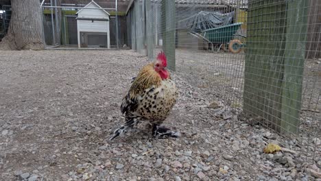 sabelpoot rooster displaying vibrant feathers while walking across gravel farmyard near wire mesh fence, showcasing distinctive breed characteristics in rural agricultural setting