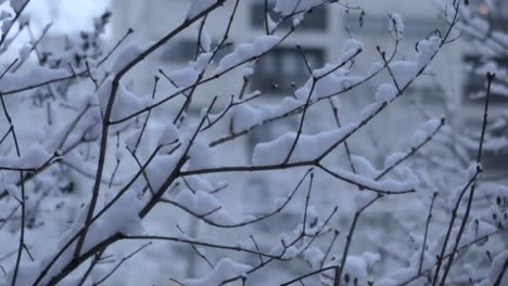 frost branches covered in snow outdoors moving gently with the wind