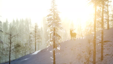 Orgulloso-Macho-De-Ciervo-Noble-En-El-Bosque-De-Nieve-De-Invierno