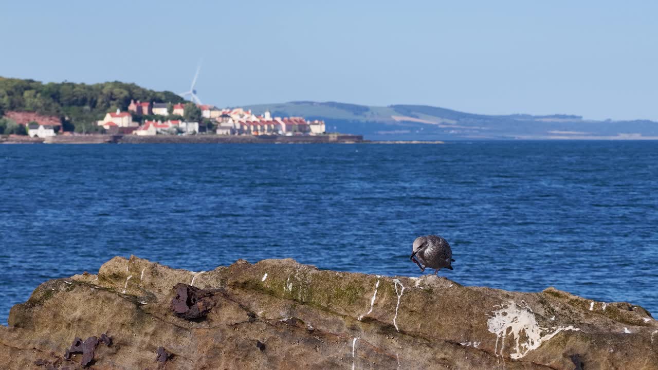 Seagull perched on sunlit rock by blue sea, distant village, stable camera, clear daylight