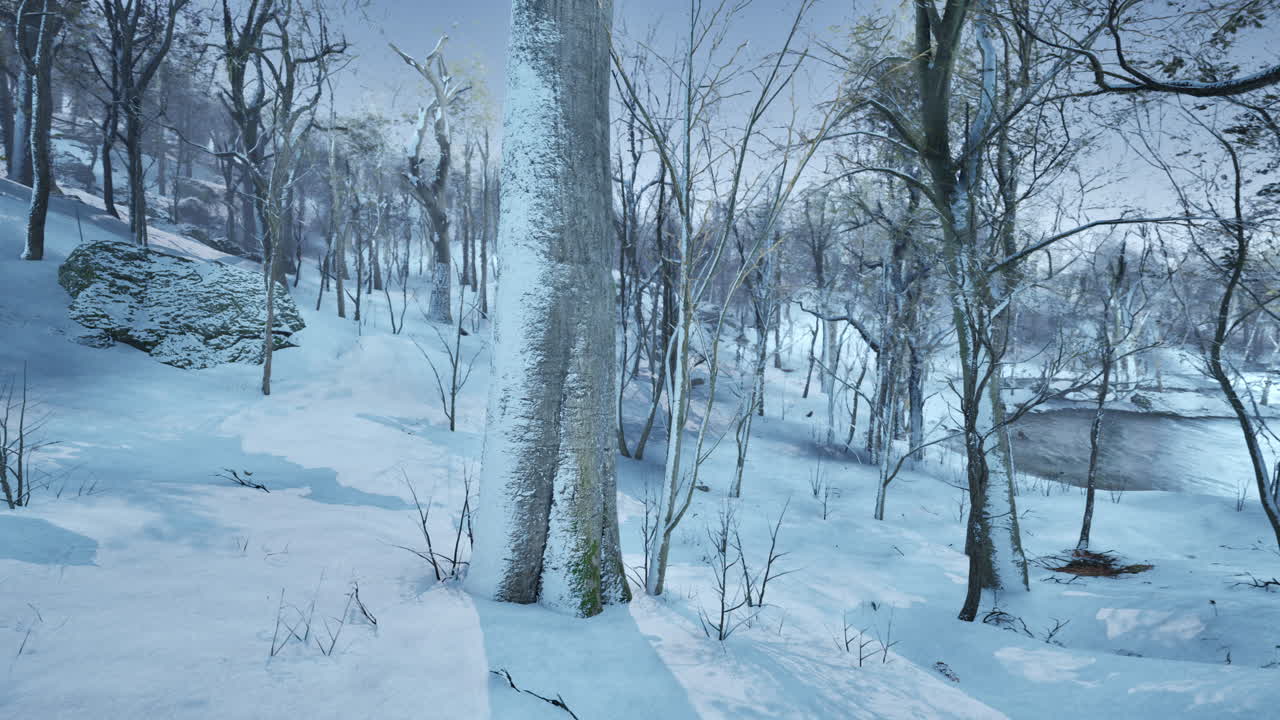 높은 소나무 가 있는 숲 을 가로질러 빛나는 따뜻 한 겨울 해 가 지는 것