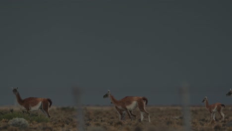 guanaco walking through a wind farm in patagoniawith a thunder storm approaching