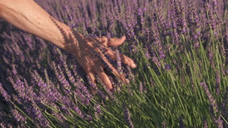 woman's hand touching lavender field in summer