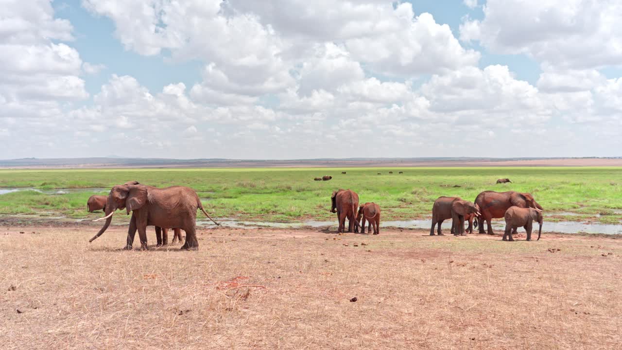 Elefant i sumpområdene i Tarangire nasjonalpark, Tanzania