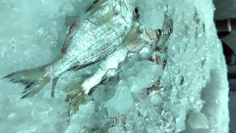fresh fish on ice display