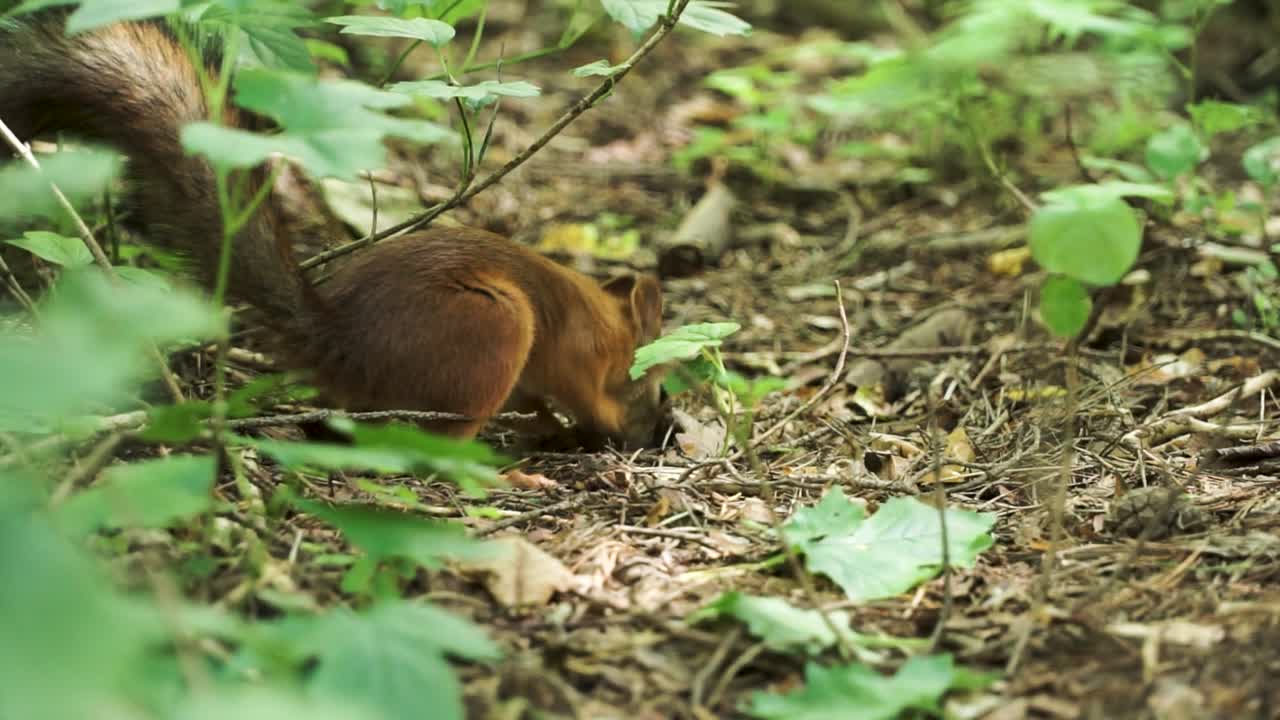 Scoiattolo in cerca di cibo nel bosco