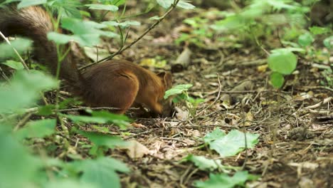 ardilla en busca de alimento en el bosque