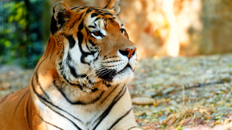 close up shot of beautiful asian tiger resting