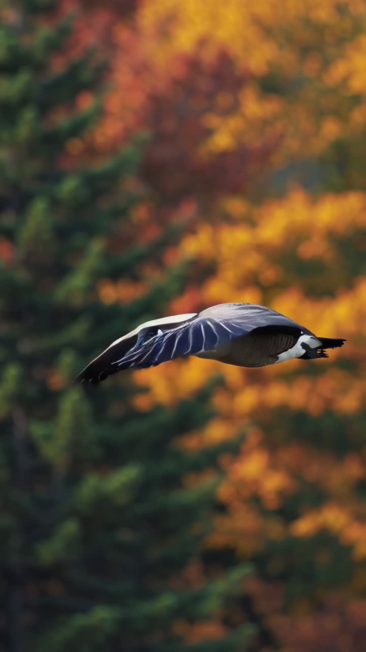 Oca del Canada in volo sul fogliame autunnale