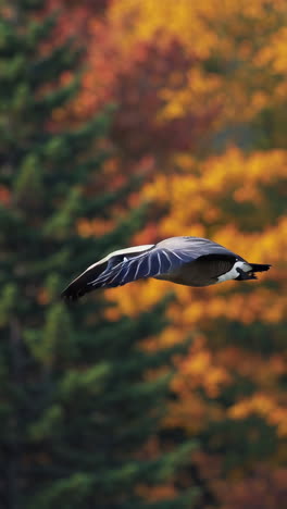 canada goose in flight over autumn foliage