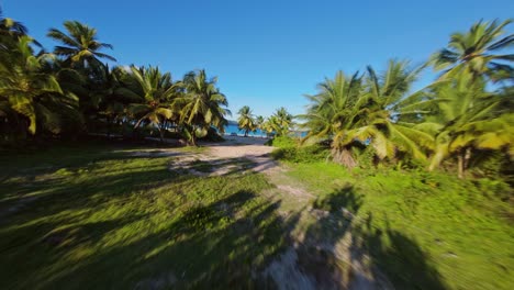 fpv drone flies through palm forest and reveals la rincon beach, dominican republic