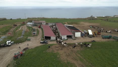 orbit aerial footage of a dairy cattle farm with herd of cows, azores