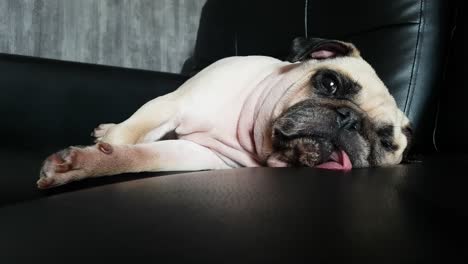 cute puppy pug dog sleeping on the couch with tongue sticking out and snore