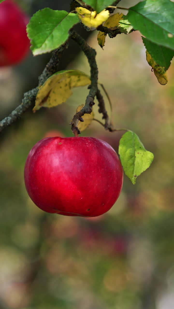Delicious ripe red apple hanging on the branch. Close up. Harvesting season at the farmlands. Blurred backdrop. Vertical video