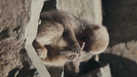 vertical view of a young snow japanese macaque in ueno park, tokyo, japan