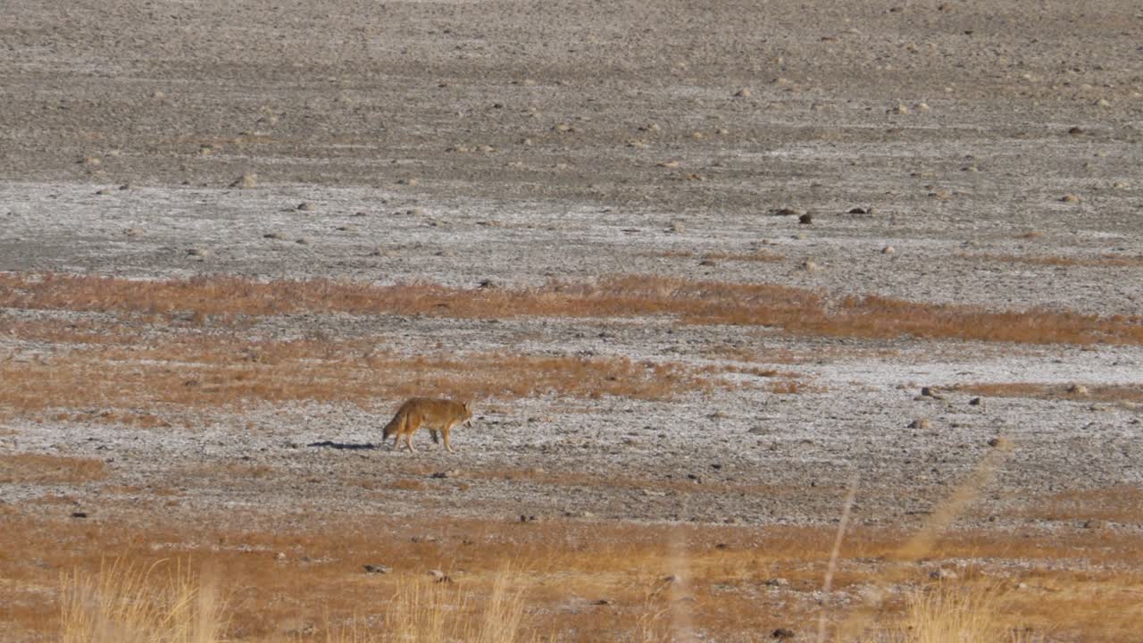 먹이를 찾고 유타 영양 섬에 소금 평원에 코요테