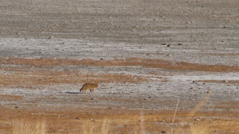 coyote on the salt flats on antelope island in utah searching for prey