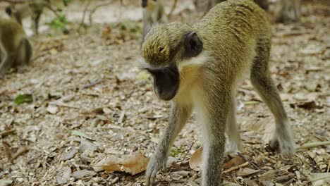 Grupo-De-Pequeños-Monos-Sabaeus-Inteligentes-En-El-Parque-De-Monos-De-África-Occidental