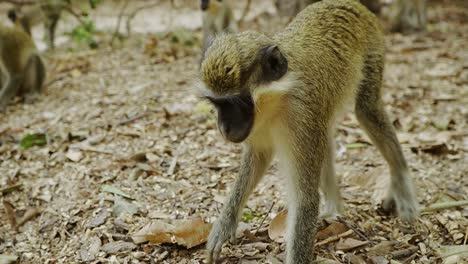 grupo de pequeños monos sabaeus inteligentes en el parque de monos de áfrica occidental