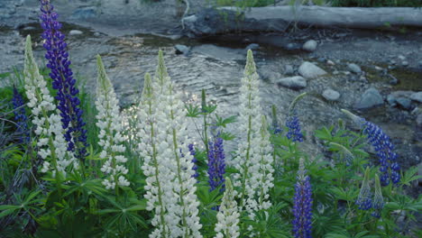 white lupines at the edge of a river