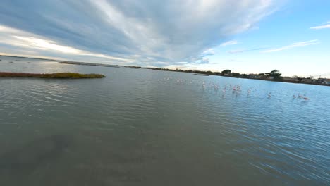 Over-lake-of-water-manoeuvring-with-agility-capturing-wild-birds-below