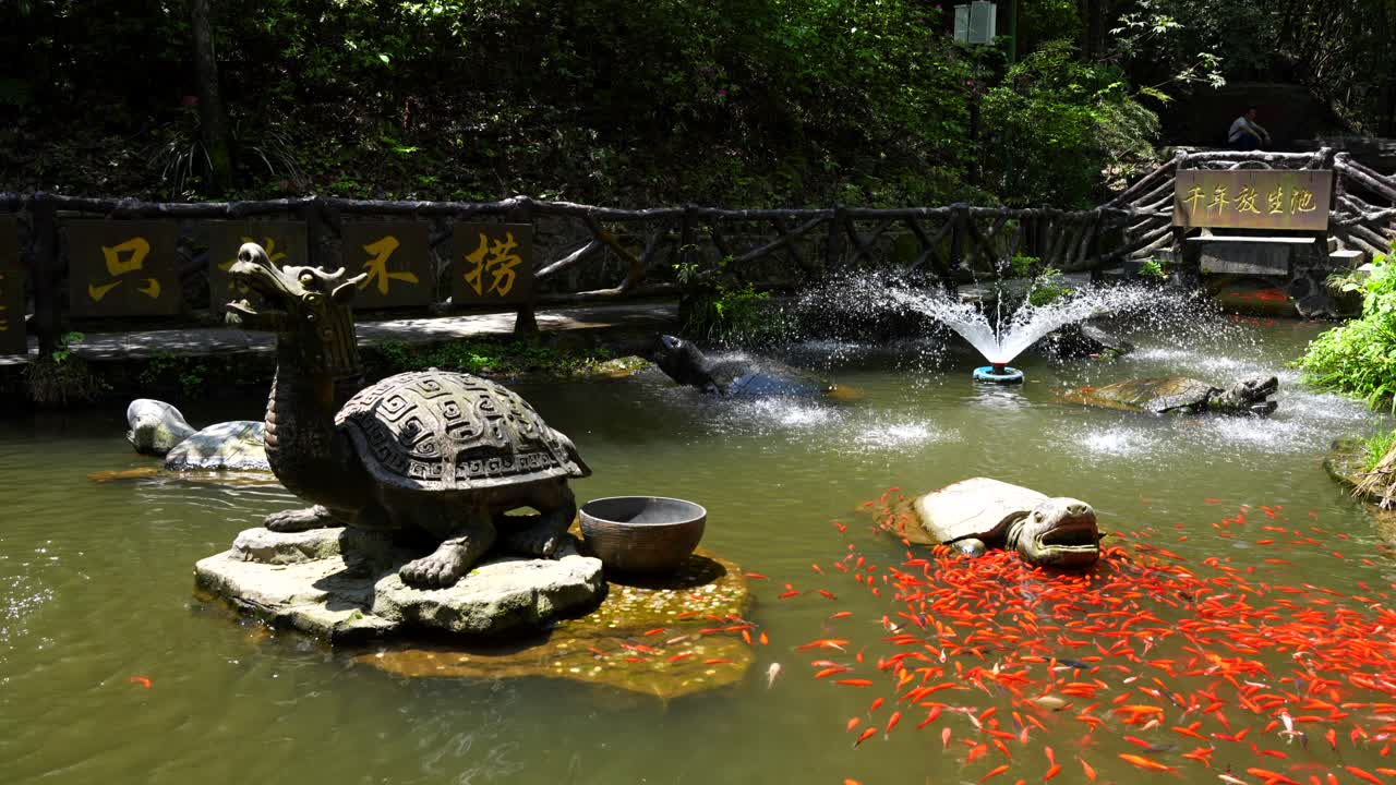 Ornamental Chinese pond with orange carp fishes and dragon stone sculpture