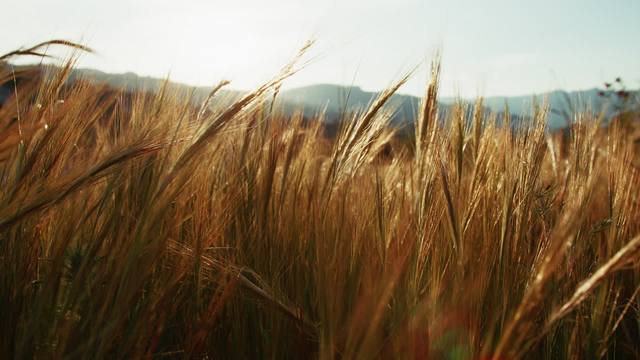 Thin Ears of Wheat Sway in the Light Wind During the Last Light of the Sun