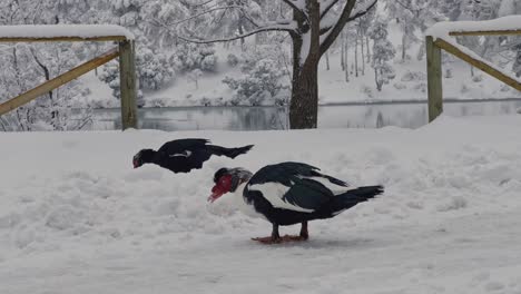 Patos-Muscocy-En-Ambiente-Nevado