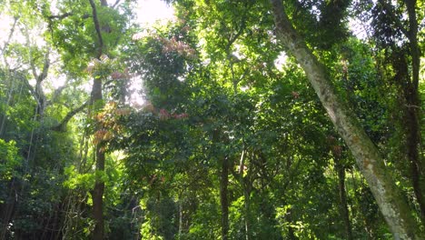 Aerial-view-inside-a-magical,-enchanted,-dense-and-lush-forest,-in-Colombia,-with-sun-rays-shining-through-the-vegetation