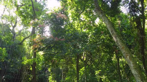 aerial view inside a magical, enchanted, dense and lush forest, in colombia, with sun rays shining through the vegetation