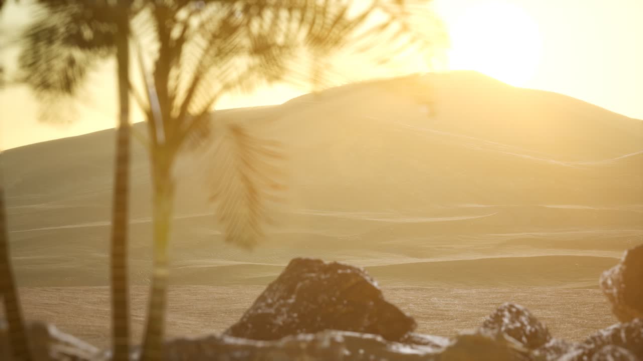 palmeras en el desierto al atardecer