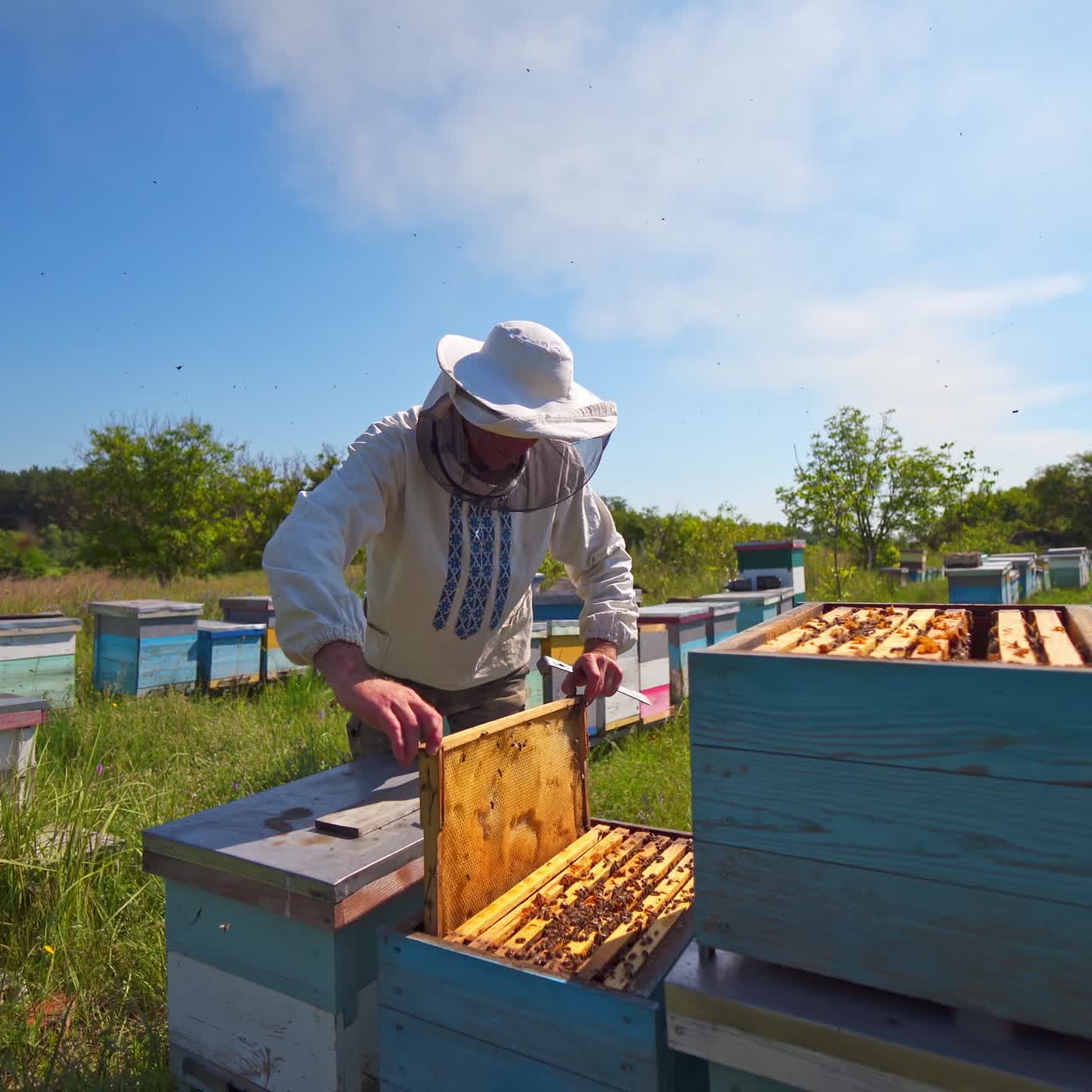 Apiary on field. Professional apiarist examining beehive harvest honeycombs on hot sunny day. Beekeeping. Honey production.