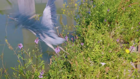 Stork-takes-flight-from-reeds-beside-river,-slow-motion