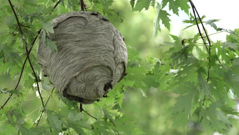 A-paper-wasp-nest-hanging-from-a-tree-in-the-woods-in-the-wilderness-in-the-summertime