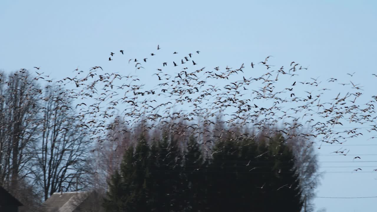 들판 위를 날고 시리얼을 먹는 수천 마리의 거위