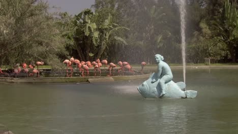 flock or flamboyance of flamingoes in urban pond with water fountain spraying